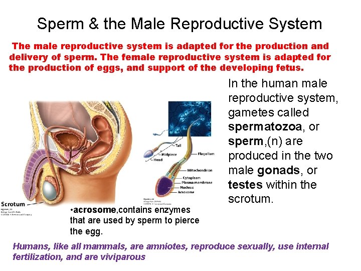 Sperm & the Male Reproductive System The male reproductive system is adapted for the