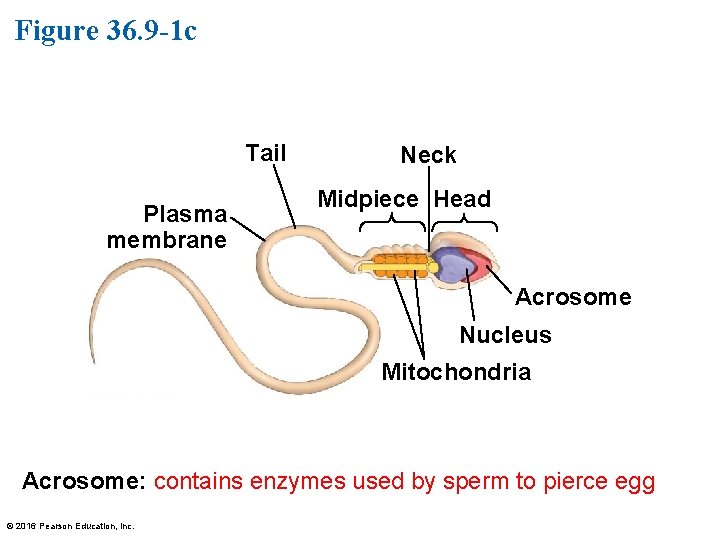 Figure 36. 9 -1 c Tail Plasma membrane Neck Midpiece Head Acrosome Nucleus Mitochondria