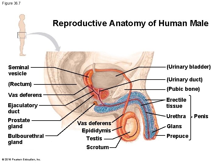 Figure 36. 7 Reproductive Anatomy of Human Male (Urinary bladder) Seminal vesicle (Urinary duct)