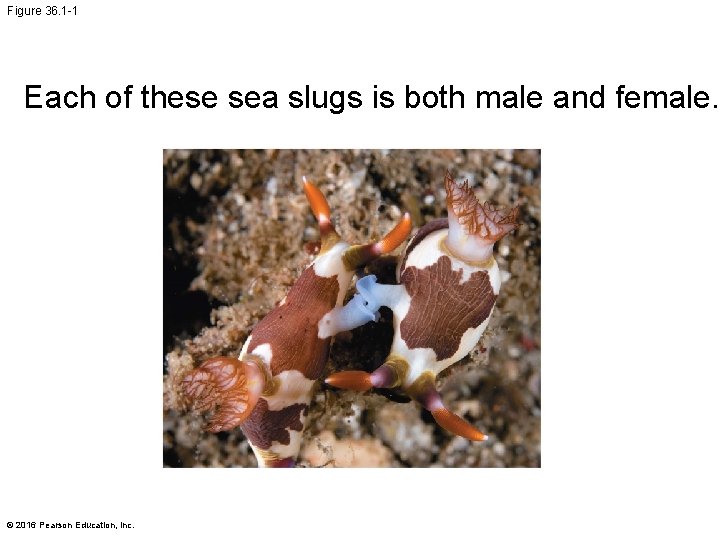 Figure 36. 1 -1 Each of these sea slugs is both male and female.