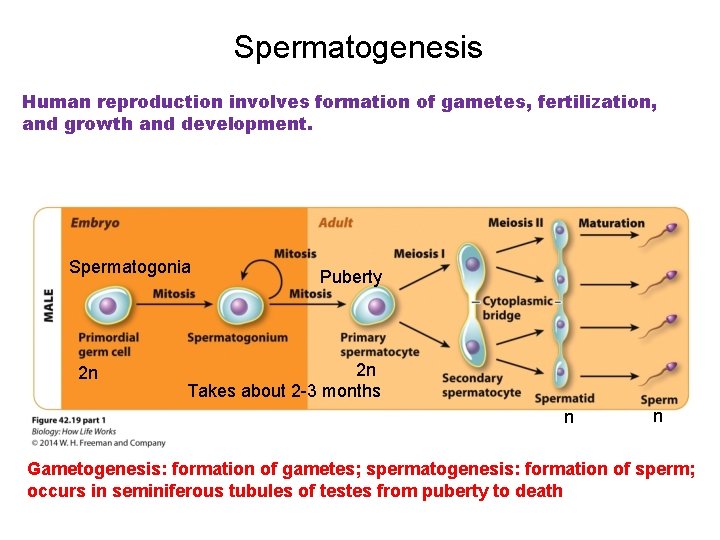 Spermatogenesis Human reproduction involves formation of gametes, fertilization, and growth and development. Spermatogonia 2
