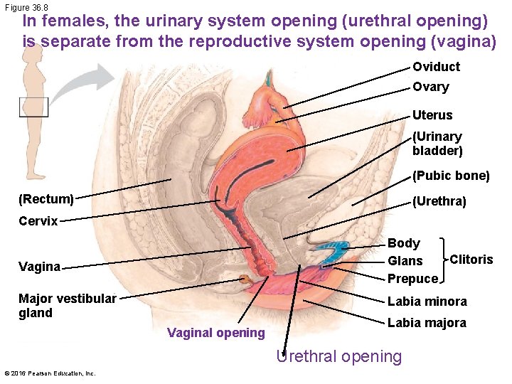 Figure 36. 8 In females, the urinary system opening (urethral opening) is separate from