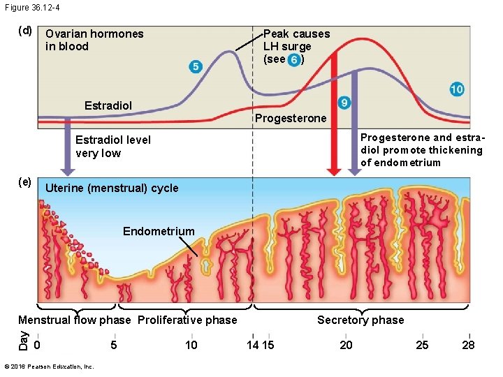 Figure 36. 12 -4 (d) Ovarian hormones in blood Peak causes LH surge (see
