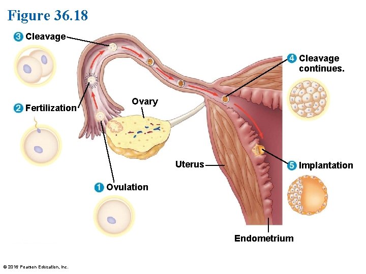 Figure 36. 18 Cleavage continues. Fertilization Ovary Uterus Implantation Ovulation Endometrium © 2016 Pearson