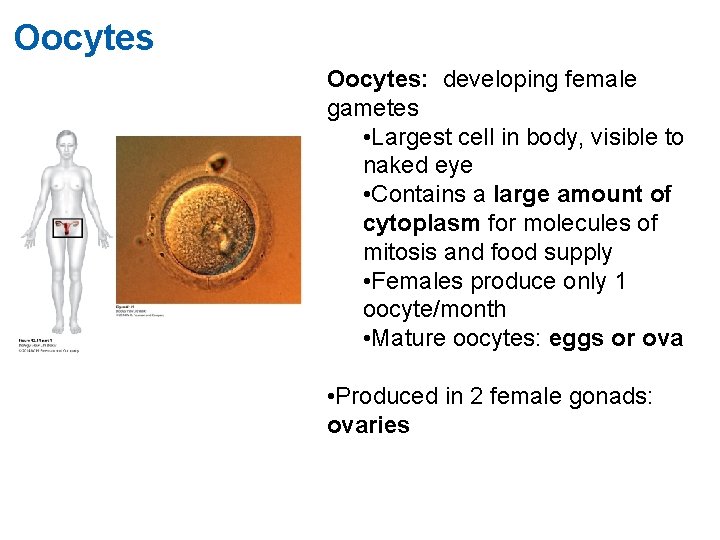 Oocytes: developing female gametes • Largest cell in body, visible to naked eye •