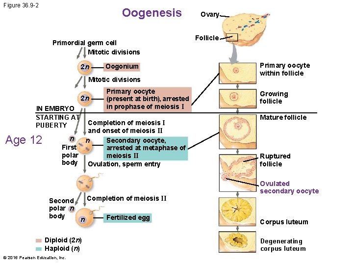 Figure 36. 9 -2 Oogenesis Primordial germ cell Mitotic divisions 2 n Oogonium Mitotic