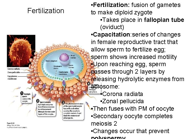Fertilization • Fertilization: fusion of gametes to make diploid zygote • Takes place in