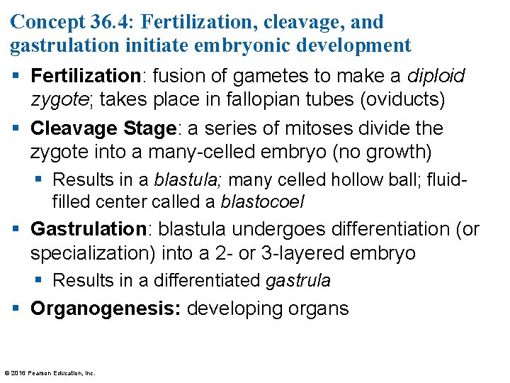 Concept 36. 4: Fertilization, cleavage, and gastrulation initiate embryonic development § Fertilization: fusion of