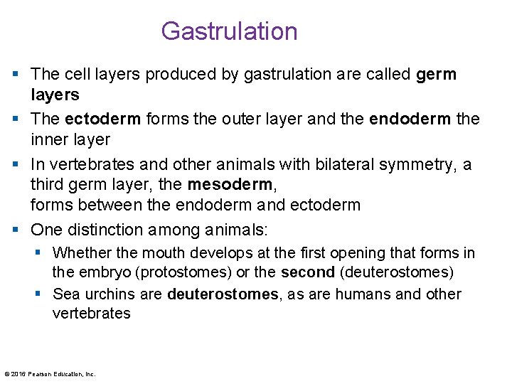 Gastrulation § The cell layers produced by gastrulation are called germ layers § The