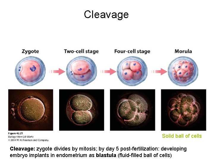 Cleavage Solid ball of cells Cleavage: zygote divides by mitosis; by day 5 post-fertilization: