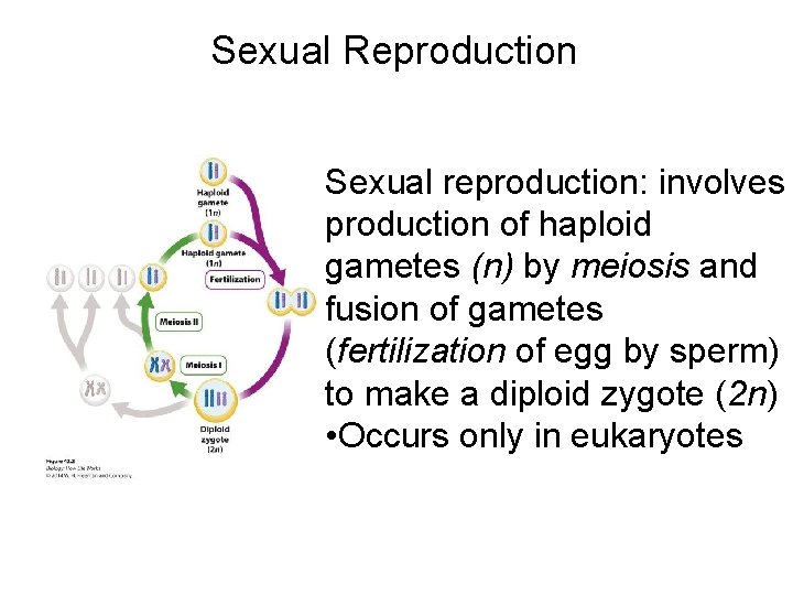 Sexual Reproduction Sexual reproduction: involves production of haploid gametes (n) by meiosis and fusion