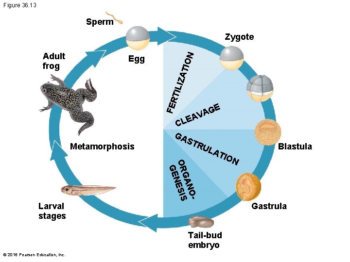 Figure 36. 13 Sperm ATI Egg FER TIL IZ Adult frog ON Zygote Metamorphosis