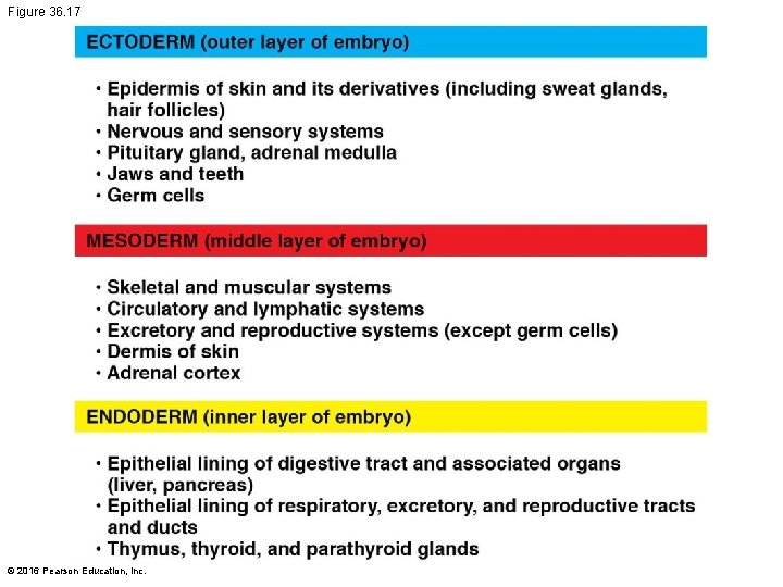 Figure 36. 17 © 2016 Pearson Education, Inc. 