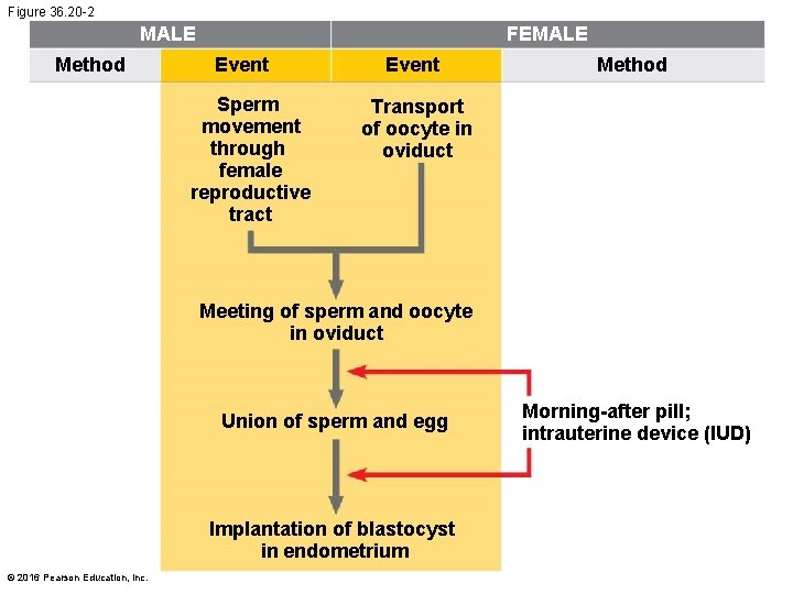 Figure 36. 20 -2 MALE Method FEMALE Event Sperm movement through female reproductive tract