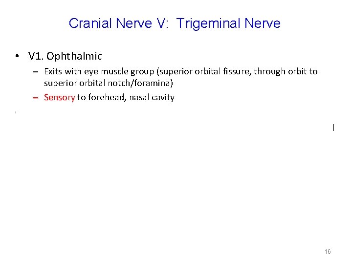Cranial Nerve V: Trigeminal Nerve • V 1. Ophthalmic – Exits with eye muscle