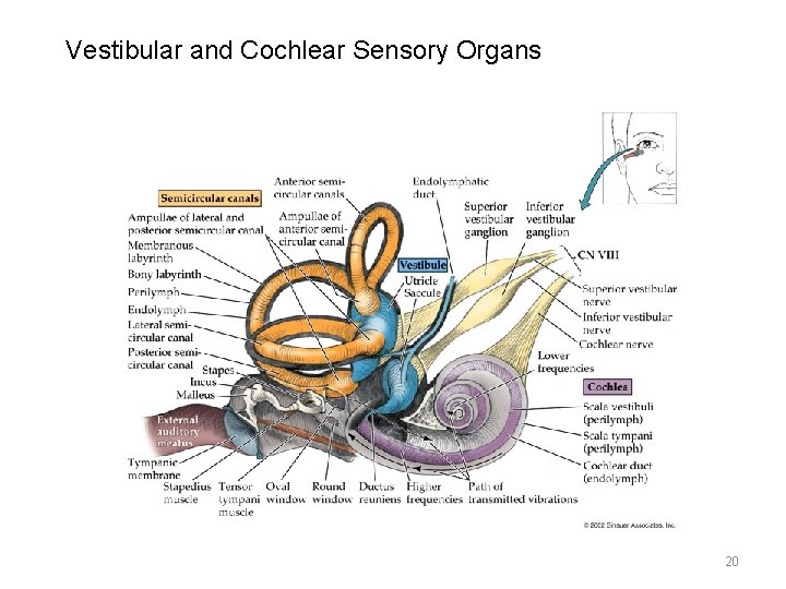 Vestibular and Cochlear Sensory Organs 20 