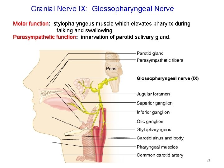 Cranial Nerve IX: Glossopharyngeal Nerve Motor function: function stylopharyngeus muscle which elevates pharynx during
