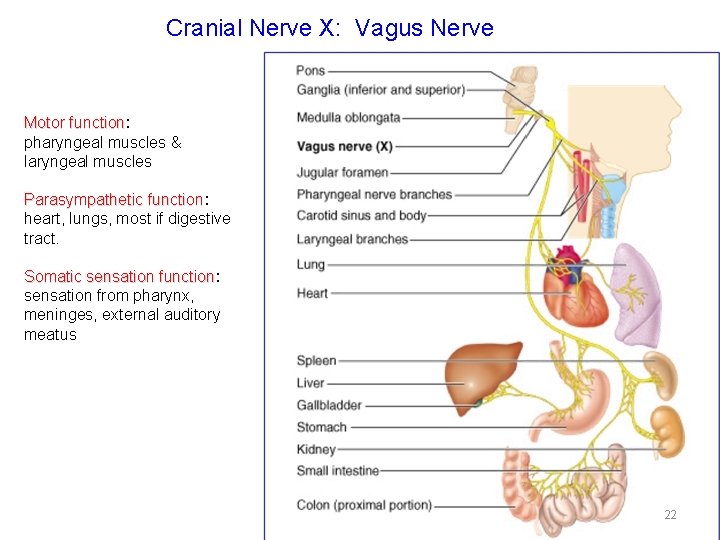 Cranial Nerve X: Vagus Nerve Motor function: function pharyngeal muscles & laryngeal muscles Parasympathetic