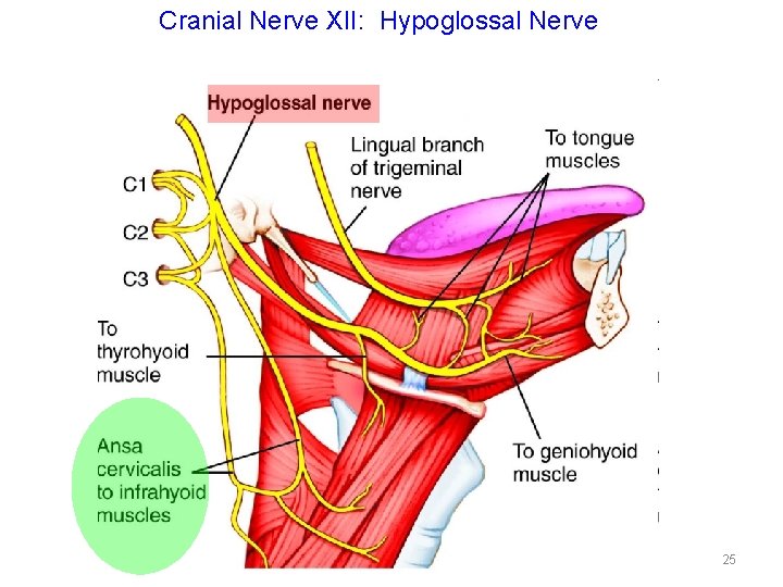 Cranial Nerve XII: Hypoglossal Nerve 25 