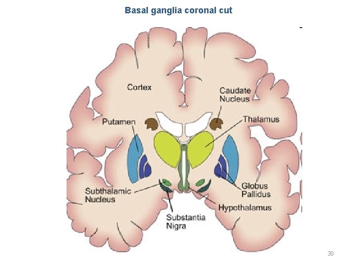 Basal ganglia coronal cut 30 