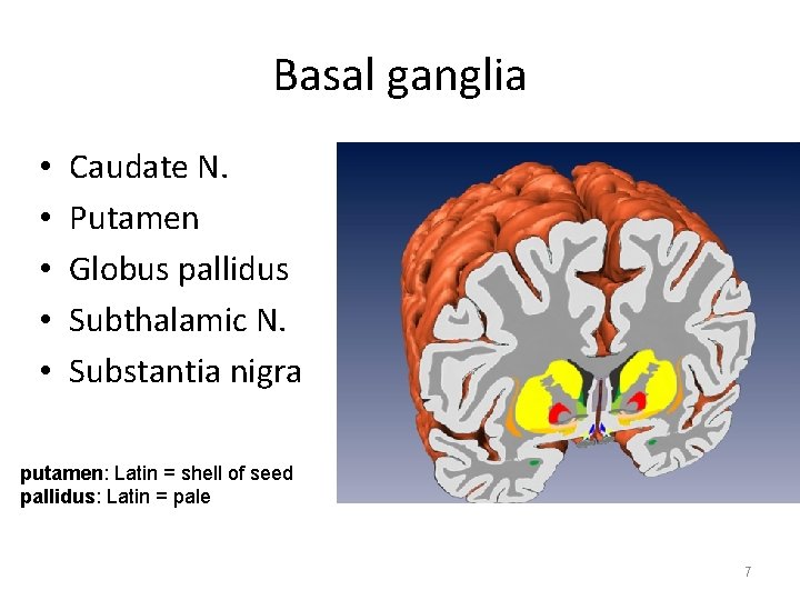 Basal ganglia • • • Caudate N. Putamen Globus pallidus Subthalamic N. Substantia nigra