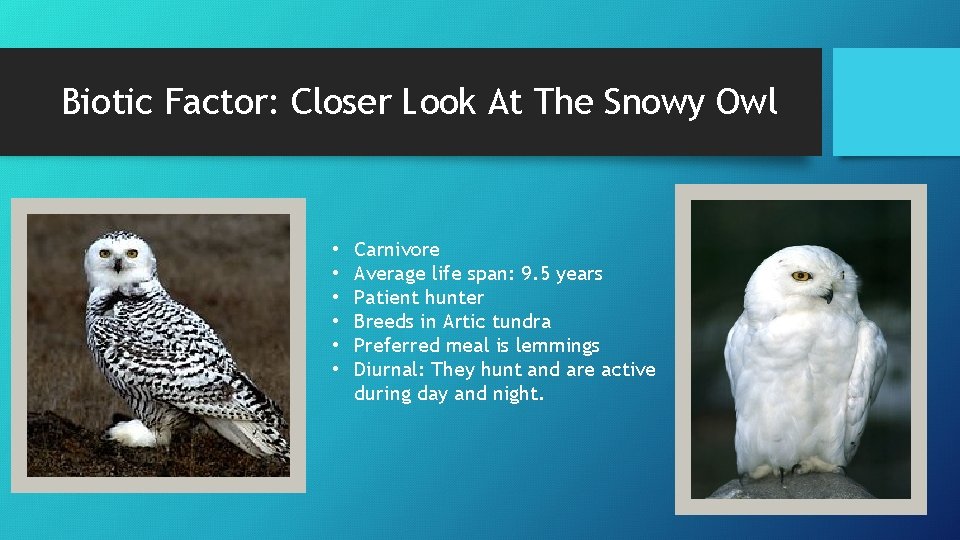 Biotic Factor: Closer Look At The Snowy Owl • • • Carnivore Average life