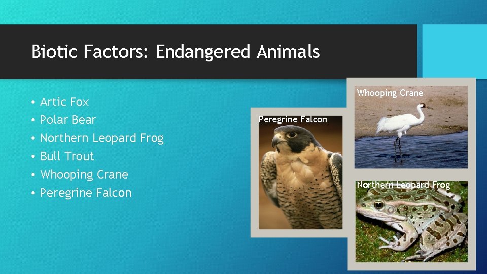 Biotic Factors: Endangered Animals • • • Artic Fox Polar Bear Northern Leopard Frog
