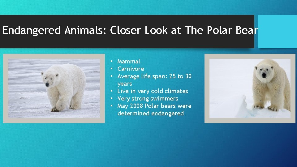 Endangered Animals: Closer Look at The Polar Bear • Mammal • Carnivore • Average