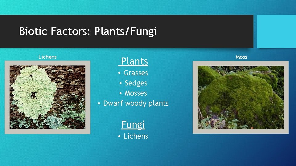 Biotic Factors: Plants/Fungi Lichens Plants • Grasses • Sedges • Mosses • Dwarf woody