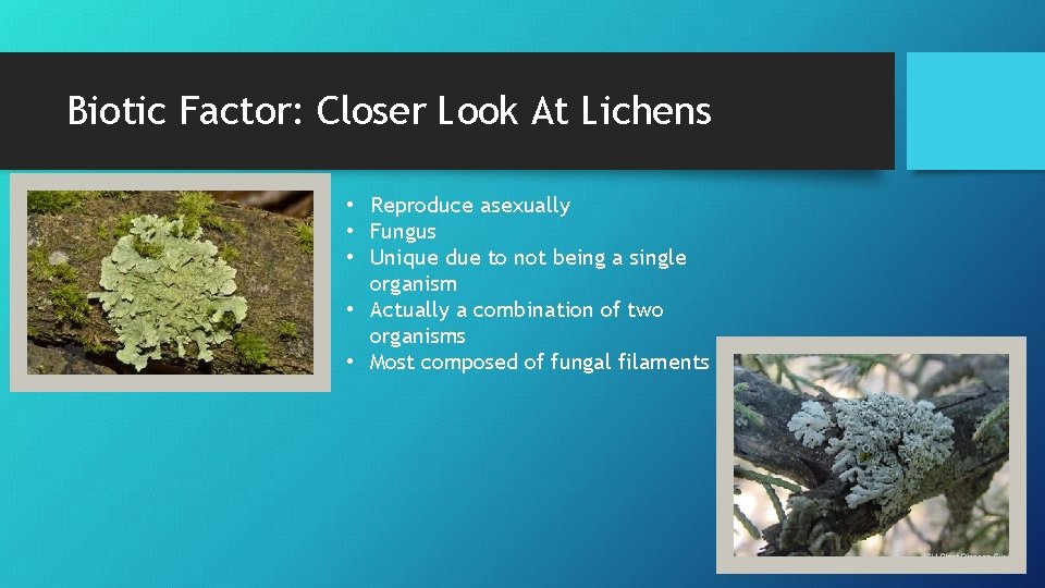 Biotic Factor: Closer Look At Lichens • Reproduce asexually • Fungus • Unique due
