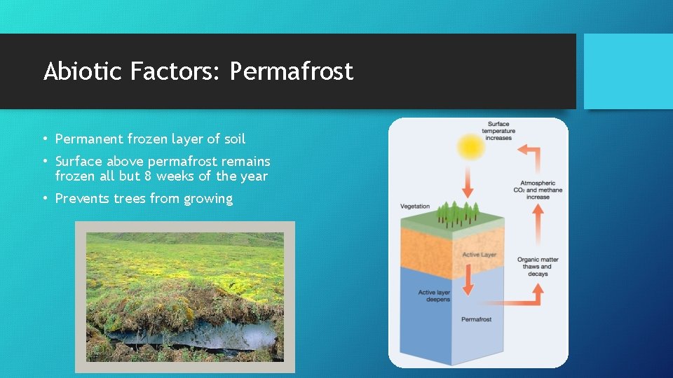 Abiotic Factors: Permafrost • Permanent frozen layer of soil • Surface above permafrost remains