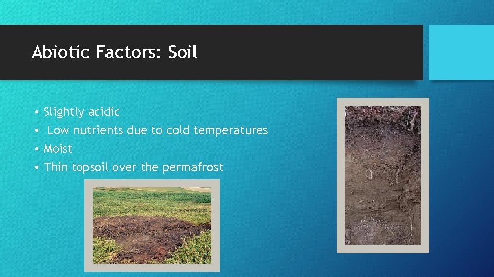 Abiotic Factors: Soil • • Slightly acidic Low nutrients due to cold temperatures Moist