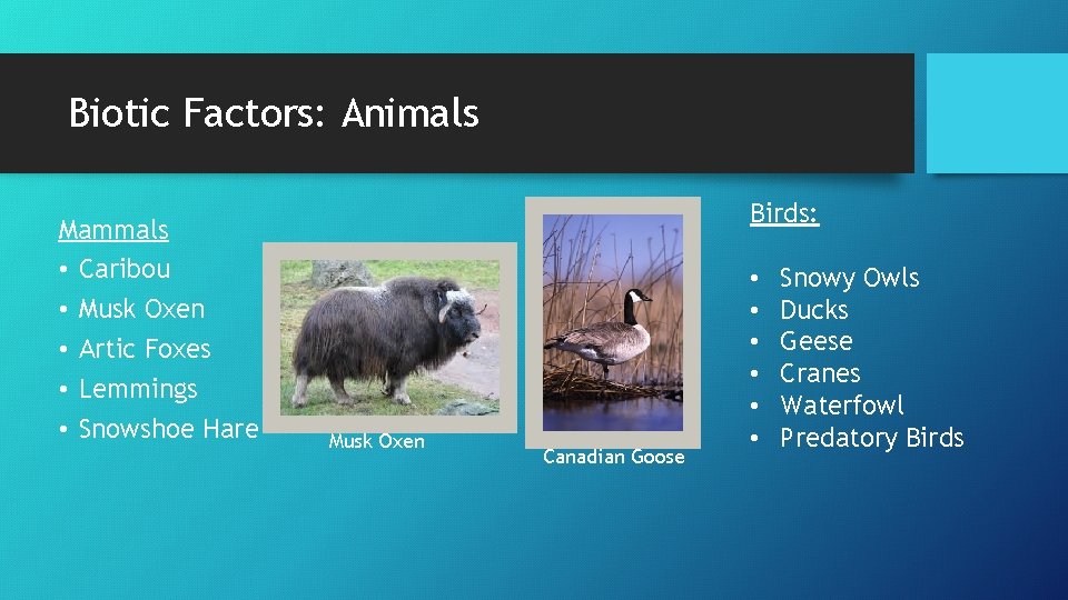 Biotic Factors: Animals Mammals • Caribou • Musk Oxen • Artic Foxes • Lemmings