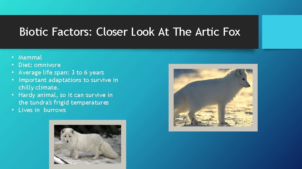 Biotic Factors: Closer Look At The Artic Fox Mammal Diet: omnivore Average life span: