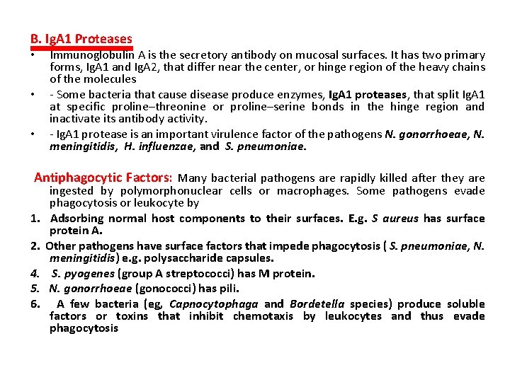 B. Ig. A 1 Proteases • • • Immunoglobulin A is the secretory antibody