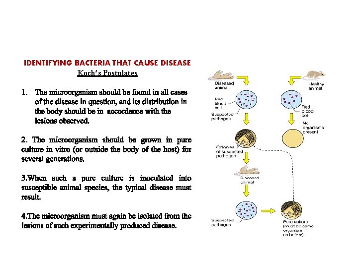 IDENTIFYING BACTERIA THAT CAUSE DISEASE Koch’s Postulates 1. The microorganism should be found in