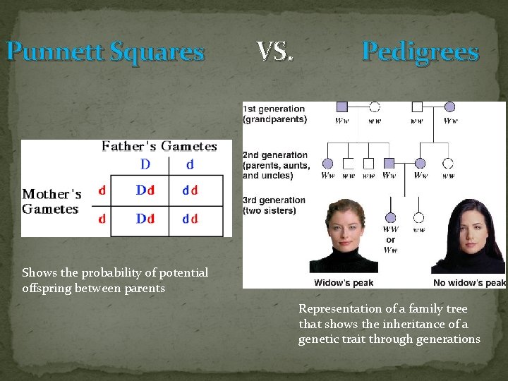 Punnett Squares VS. Pedigrees Shows the probability of potential offspring between parents Representation of