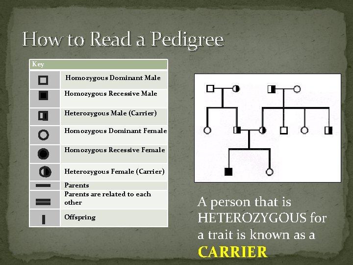 How to Read a Pedigree Key Homozygous Dominant Male Homozygous Recessive Male Heterozygous Male