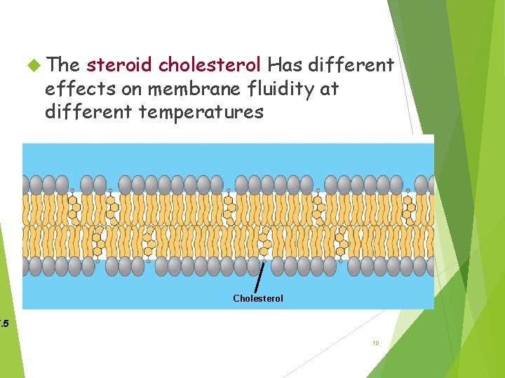 The Fluidity of Membranes The steroid cholesterol Has different effects on membrane fluidity at