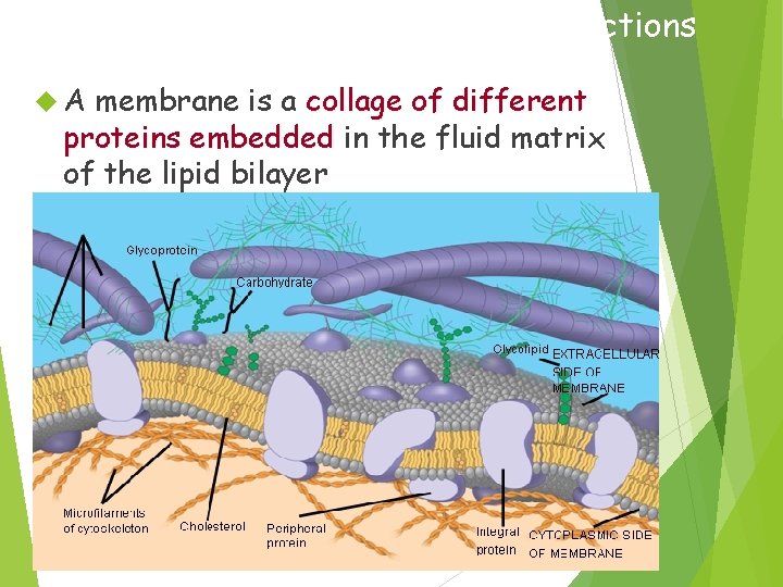 Membrane Proteins and Their Functions A membrane is a collage of different proteins embedded