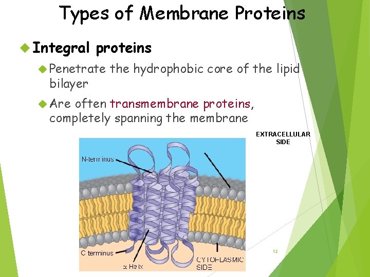 Types of Membrane Proteins Integral proteins Penetrate bilayer the hydrophobic core of the lipid