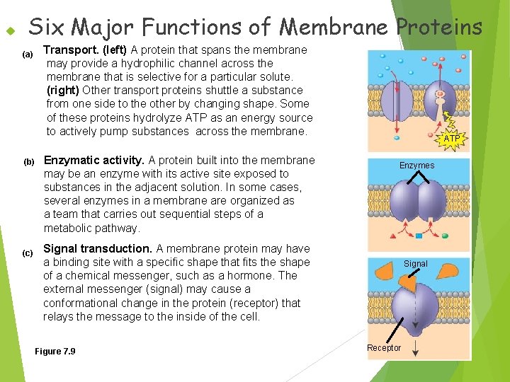  Six Major Functions of Membrane Proteins (a) (b) (c) Transport. (left) A protein