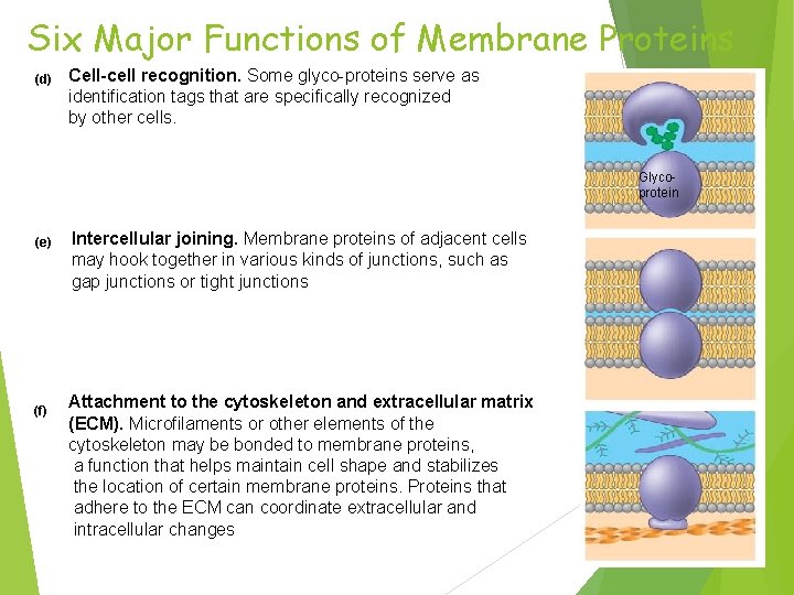 Six Major Functions of Membrane Proteins (d) Cell-cell recognition. Some glyco-proteins serve as identification