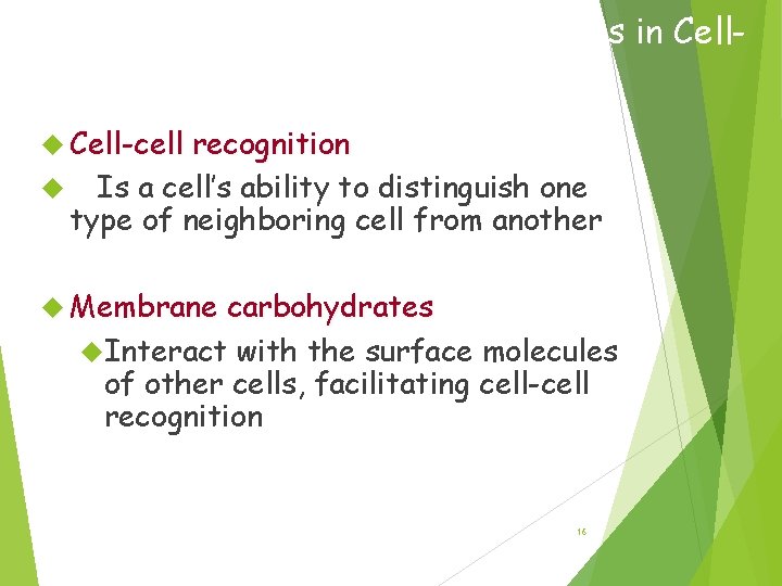 The Role of Membrane Carbohydrates in Cell Recognition Cell-cell recognition Is a cell’s ability