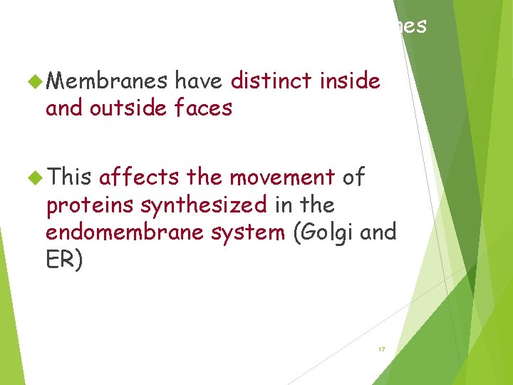 Synthesis and Sidedness of Membranes have distinct inside and outside faces This affects the