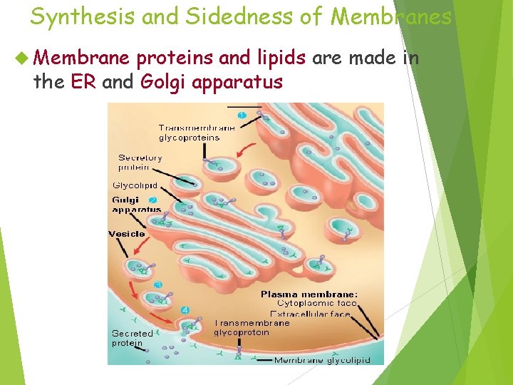 Synthesis and Sidedness of Membranes Membrane proteins and lipids are made in the ER