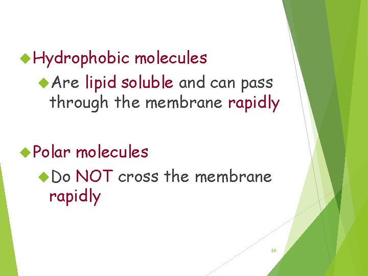 Permeability of the Lipid Bilayer Hydrophobic molecules Are lipid soluble and can pass through