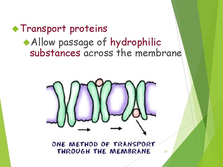 Transport Proteins Transport proteins Allow passage of hydrophilic substances across the membrane 21 