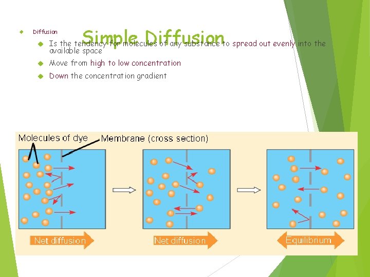  Diffusion Simple Diffusion Is the tendency for molecules of any substance to spread