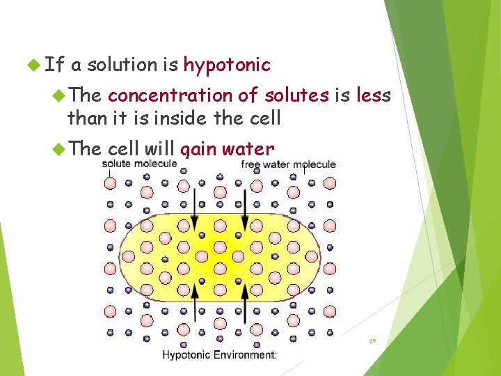 Hypotonic Solutions If a solution is hypotonic The concentration of solutes is les than